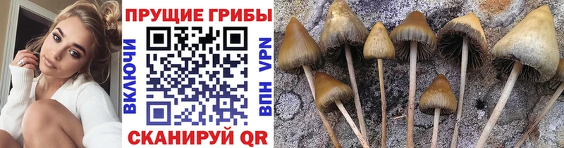Псилоцибиновые грибы Psilocybine cubensis  Княгинино 